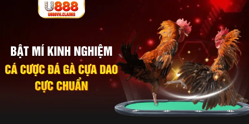Bật mí kinh nghiệm cá cược đá gà cựa dao cực chuẩn