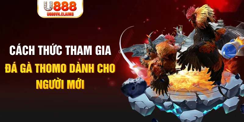 Cách thức tham gia đá gà Thomo dành cho người mới