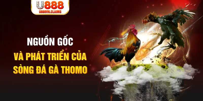 Nguồn gốc và phát triển của sòng đá gà Thomo