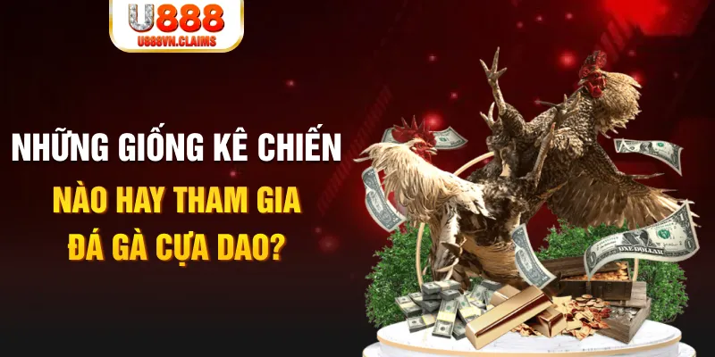 Những giống kê chiến nào hay tham gia đá gà cựa dao?